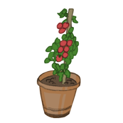 balkontomate2-300 balkontomaten buschtomaten tomaten cherrytomaten fleischtomaten gewächshaustomaten freilandtomaten pelatitomaten alte sorte bio saatgut kaufen samenfest sativa alte sorten vielfalt garten anbauen pflanzen reinsaat kompost&liebe kompost und liebe bio demeter düngung saatgut samen