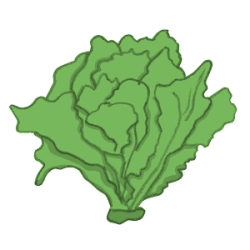 bataviasalat300_1.1 Eissalat Eisbergsalat batavisalat bio saatgut kaufen samenfest sativa alte sorten vielfalt garten anbauen pflanzen reinsaat kompost&liebe kompost und liebe bio demeter düngung saatgut samen
