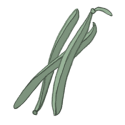 buschbohnen300 Buschbohnen wachsbohnen samen bio saatgut kaufen samenfest sativa alte sorten vielfalt garten anbauen pflanzen reinsaat kompost&liebe kompost und liebe bio demeter düngung saatgut samen
