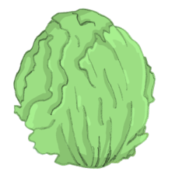eisbergsalat300 Eissalat Eisbergsalat batavisalat bio saatgut kaufen samenfest sativa alte sorten vielfalt garten anbauen pflanzen reinsaat kompost&liebe kompost und liebe bio demeter düngung saatgut samen