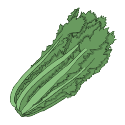 endiviensalat-300 Endiviensalat zichoriensalat chicoree bio saatgut kaufen samenfest sativa alte sorten vielfalt garten anbauen pflanzen reinsaat kompost&liebe kompost und liebe bio demeter düngung saatgut samen