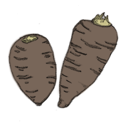 kerbelruebe kerbelrübe kerbelruebe samen kompost und liebe saatgut kaufen online shop