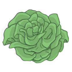 kopfsalat300_1 Kopsalat bio saatgut kaufen samenfest sativa alte sorten vielfalt garten anbauen pflanzen reinsaat kompost&liebe kompost und liebe bio demeter düngung saatgut samen