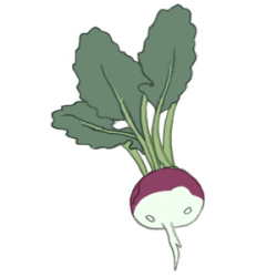 mairuebe300 Mairübe, rüben, kohrübe, räbe, stoppelrübe kohl salat gemüse samen sativa reinsaat kompost&liebe kompost und liebe bio demeter düngung saatgut samen