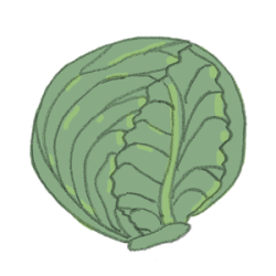 weisskohl300 weisskohl rotkohl kaufen samenfest sativa alte sorten vielfalt garten anbauen pflanzen reinsaat kompost&liebe kompost und liebe bio demeter düngung saatgut samen
