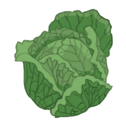 wirsingkohl300 wirsingkohl wirz rotkohl kaufen samenfest sativa alte sorten vielfalt garten anbauen pflanzen reinsaat kompost&liebe kompost und liebe bio demeter düngung saatgut samen