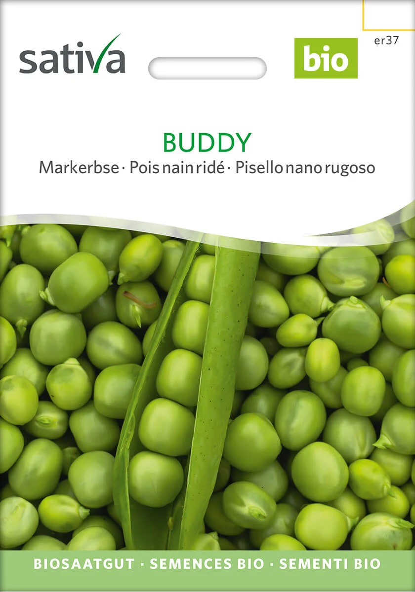 Buddy 1 Markerbse buddy alte sorte bioverita pro specie rara samen bio saatgut sativa kompost&liebe kaufen online shop