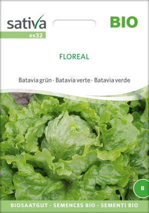 Eissalat batavia grün floreal freiland Saatgut,Bio Sativa kompost und liebe kaufen alte sorten samenfest online shop garten selbstversorger