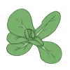 Feldsalat Nüsslisalat Eisbergsalat batavisalat bio saatgut kaufen samenfest sativa alte sorten vielfalt garten anbauen pflanzen reinsaat kompost&liebe kompost und liebe bio demeter düngung saatgut samen
