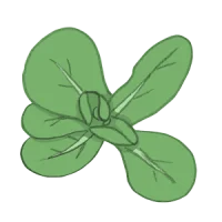 Feldsalat Nüsslisalat Eisbergsalat batavisalat bio saatgut kaufen samenfest sativa alte sorten vielfalt garten anbauen pflanzen reinsaat kompost&liebe kompost und liebe bio demeter düngung saatgut samen