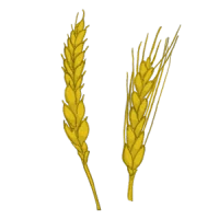 Getreide Gründünung alte sorte bio saatgut kaufen samenfest sativa alte sorten vielfalt garten anbauen pflanzen reinsaat kompost&liebe kompost und liebe bio demeter düngung saatgut samen