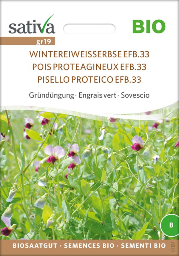 Wintereiweisserbse Gründüngung Insektenweide Bienenweide mehrjährige blumen pro specie rara samen bio saatgut sativa kompost&liebe kaufen online shop