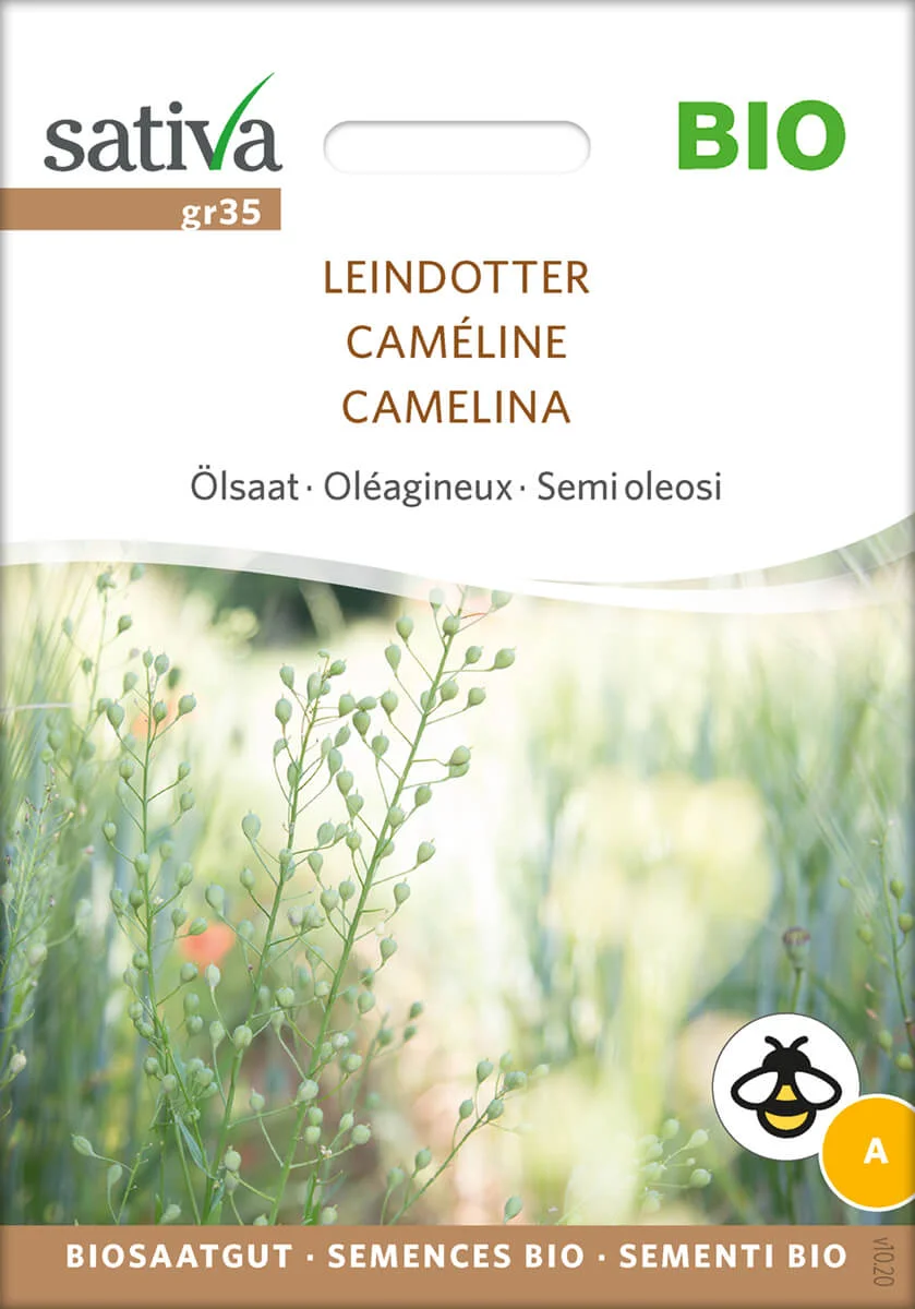 Leindotter 1 Leindotter Ölsaat Gründüngung Insektenweide Bienenweide mehrjährige blumen pro specie rara samen bio saatgut sativa kompost&liebe kaufen online shop
