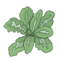 grünkohl federkohl palmenkohl kaufen samenfest sativa alte sorten vielfalt garten anbauen pflanzen reinsaat kompost&liebe kompost und liebe bio demeter düngung saatgut samen