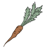 MÃ¶hren Karotten MohrrÃ¼ben samen kompost und liebe saatgut kaufen online shop