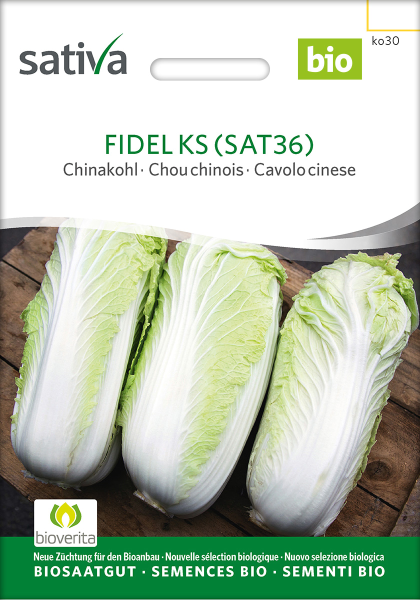 Fidel KS (Auslese) 1 auslese,Chinakohl,samen,Saatgut,Bio,Demeter,sativa,