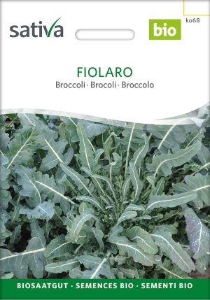 Fiolaro broccoli-bio-samen bio saatgut samenfest alte Sorte brokkoli