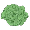 Kopsalat bio saatgut kaufen samenfest sativa alte sorten vielfalt garten anbauen pflanzen reinsaat kompost&liebe kompost und liebe bio demeter düngung saatgut samen