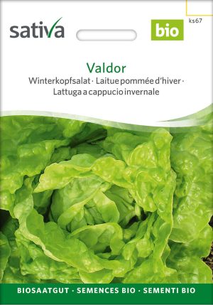 valdor, winterkopfsalat, salat, winteranbau, winteraussaat, garten, saatgut, sativa, kompostundliebe