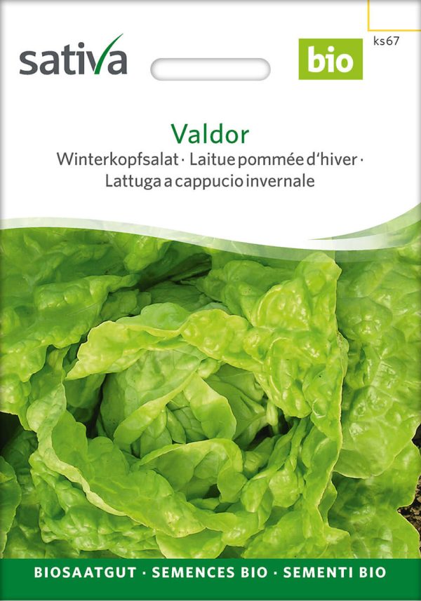 valdor, winterkopfsalat, salat, winteranbau, winteraussaat, garten, saatgut, sativa, kompostundliebe