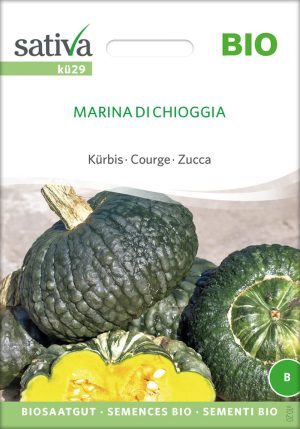 Marina di Chioggia Kürbis Speisekürbis alte sorte bioverita pro specie rara samen bio saatgut sativa kompost&liebe kaufen online shop