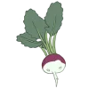 Mairübe, rüben, kohrübe, räbe, stoppelrübe kohl salat gemüse samen sativa reinsaat kompost&liebe kompost und liebe bio demeter düngung saatgut samen