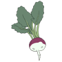 Mairübe, rüben, kohrübe, räbe, stoppelrübe kohl salat gemüse samen sativa reinsaat kompost&liebe kompost und liebe bio demeter düngung saatgut samen