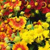 mehrjährige Blumensamen Saatgut Bio samenfest alte Sorten