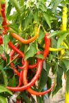 chili chilli pfefferomni milder spiral rot paprika gemÃ¼se samen sativa reinsaat kompost&liebe kompost und liebe bio demeter dÃ¼ngung saatgut samen
