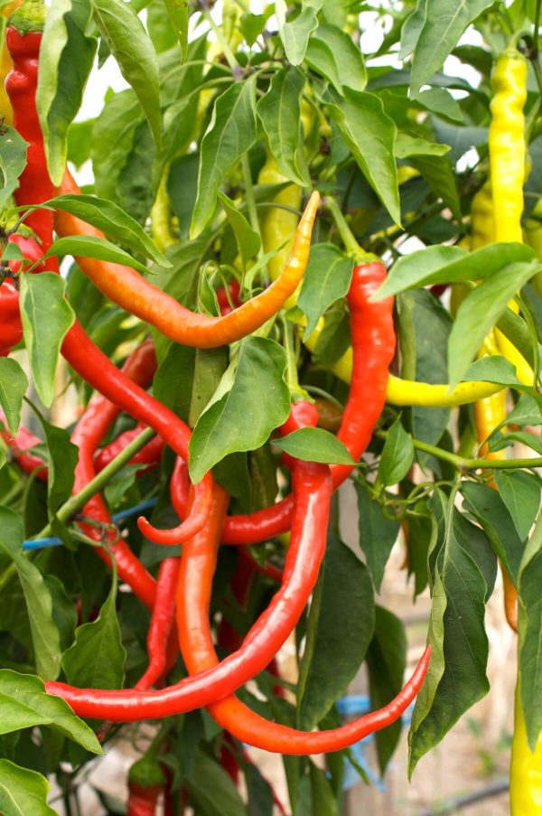 chili chilli pfefferomni milder spiral rot paprika gemüse samen sativa reinsaat kompost&liebe kompost und liebe bio demeter düngung saatgut samen
