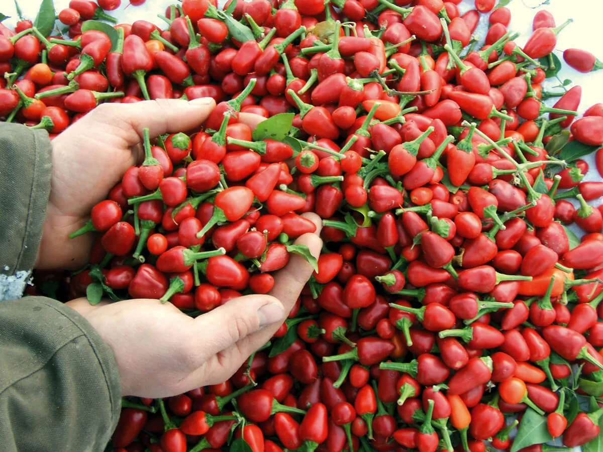 Capela Rot 2 chili chilli capela rot paprika gemüse samen sativa reinsaat kompost&liebe kompost und liebe bio demeter düngung saatgut samen