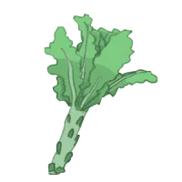 pflücksalat und schnittsalat lollo rosso bio saatgut kaufen samenfest sativa alte sorten vielfalt garten anbauen pflanzen reinsaat kompost&liebe kompost und liebe bio demeter düngung saatgut samen