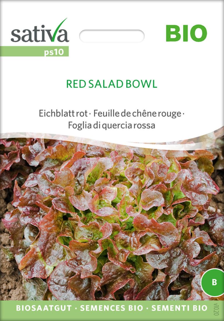 red salad bowl eichblattsalat rotSaatgut,Bio Sativa kompost und liebe kaufen alte sorten samenfest online shop garten selbstversorger