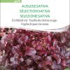 Auslese Sativa Pumukel Eichblatt Salat rot pro specie rara samen bio saatgut sativa kompost&liebe kaufen online shop