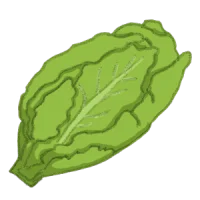 römersalat romanasalat salat bio saatgut kaufen samenfest sativa alte sorten vielfalt garten anbauen pflanzen reinsaat kompost&liebe kompost und liebe bio demeter düngung saatgut samen