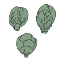 Rosenkohl kaufen samenfestes Saatgut sativa alte sorten vielfalt garten anbauen pflanzen reinsaat kompost&liebe kompost und liebe bio demeter düngung saatgut samen