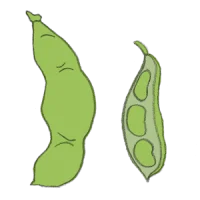 sojabohne edamame samen bio saatgut kaufen samenfest sativa alte sorten vielfalt garten anbauen pflanzen reinsaat kompost&liebe kompost und liebe bio demeter düngung saatgut samen