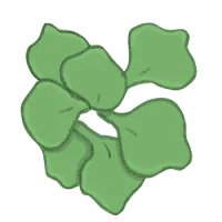 winterpostelein salat spezialitäten cubaspinat bio saatgut kaufen samenfest sativa alte sorten vielfalt garten anbauen pflanzen reinsaat kompost&liebe kompost und liebe bio demeter düngung saatgut samen