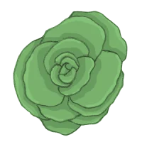 zichorie zuckerhut Endiviensalat zichoriensalat chicoree bio saatgut kaufen samenfest sativa alte sorten vielfalt garten anbauen pflanzen reinsaat kompost&liebe kompost und liebe bio demeter düngung saatgut samen