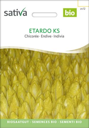 Chicoree chicorée etardo salat freiland Saatgut,Bio Sativa kompost und liebe kaufen alte sorten samenfest online shop garten selbstversorger kaufen bestellen