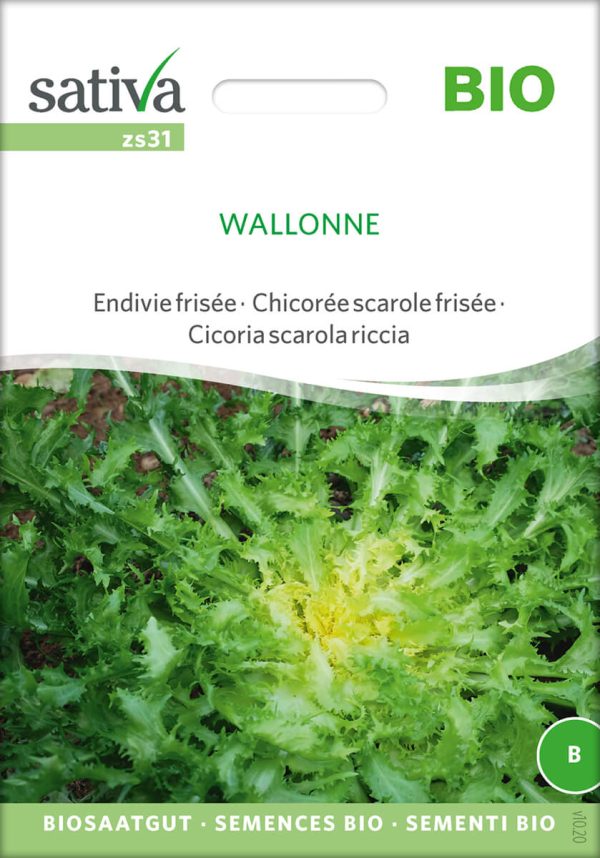 wollone endivie frisée krause Endivie Zichorie freiland rotSaatgut,Bio Sativa kompost und liebe kaufen alte sorten samenfest online shop garten selbstversorger