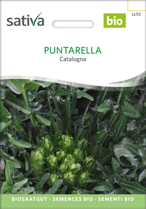 puntarella catalogna Blattzichorie salat freiland Saatgut,Bio Sativa kompost und liebe kaufen alte sorten samenfest online shop garten selbstversorger kaufen bestellen